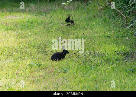 Schwarzkaninchen (Oryctolagus cuniculus) Stockfoto