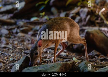 Kleine Maus-Hirsche (Tragulus kanchil) Wandern in der Natur von Thailand Stockfoto