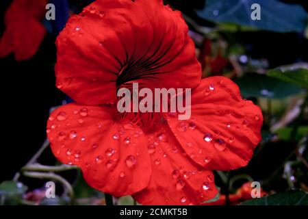 Braunschweig, Deutschland. September 2020. Nach einem Regenschauer liegen Wassertropfen auf der Blüte eines großen Kapuzinerklopfes (Tropaeolum majus). Quelle: Stefan Jaitner/dpa/Alamy Live News Stockfoto