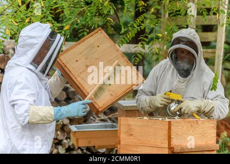 Portrait eines Imkers, der Wabenbox bei der Arbeit an der Imkerei trägt. Hochwertige Fotos Stockfoto