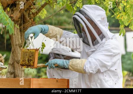 Portrait eines Imkers, der Wabenbox bei der Arbeit an der Imkerei trägt. Hochwertige Fotos Stockfoto