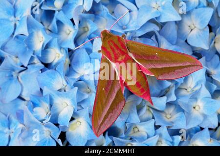 Elefantenhawkmotte (Deilephila elpenor), die auf blauer Hortensienblume ruht, Dorset, England Stockfoto