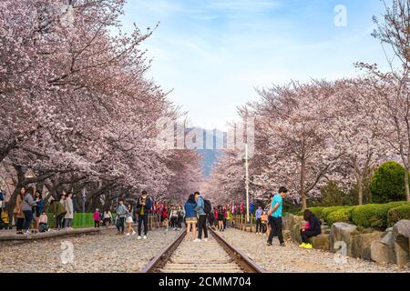 Feder Cherry Blossom Festival in der Gyeonghwa Station, Jinhae, Südkorea Stockfoto