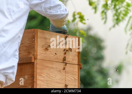 Portrait eines Imkers, der Wabenbox bei der Arbeit an der Imkerei trägt. Hochwertige Fotos Stockfoto