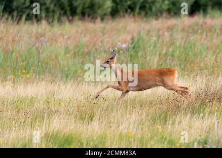 Europäisches Reh (Capreolus capreolus) auf der ostfriesischen Insel Juist, Deutschland. Stockfoto