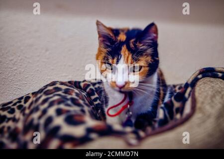 Cute Calico Katze Nahaufnahme Porträt Stockfoto