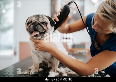 Hundepflegekonzept. Pflege und Waschen Mops Brot Hund im Salon Stockfoto