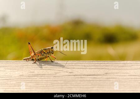 Lubber Heuschrecke auf einer Schiene im Everglades National Park sitzen Stockfoto