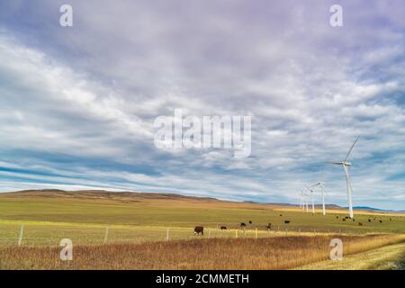 Große Felder mit Rindern und Windturbinen im Süden von Alberta, Kanada. Stockfoto