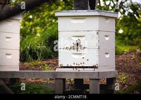 Honigbienen krabbeln in einem Bienenhaus um ihren Bienenstock herum Stockfoto