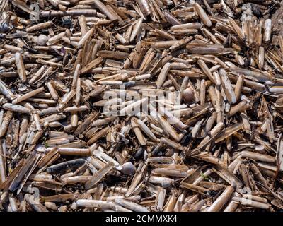 Am Strand von Rhossii wurden Rasierklingen gewaschen Strand The Gower Peninsual Wales Großbritannien Stockfoto