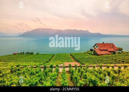 Lavaux Vineyard, ein UNESCO-Weltkulturerbe. Blick bei Sonnenuntergang auf terrassenförmig angelegte Weinberge, Schweizer Alpen und Genfersee oder den Genfersee. Weinregion dazwischen Stockfoto