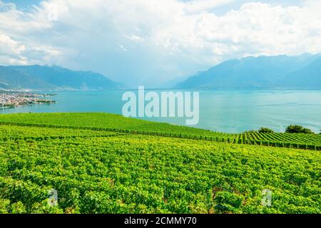 Lavaux Vineyard, ein UNESCO-Weltkulturerbe. Blick bei Sonnenuntergang auf terrassenförmig angelegte Weinberge, Schweizer Alpen und Genfersee oder den Genfersee. Weinregion dazwischen Stockfoto