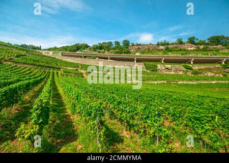 Luftlandschaft von terrassierten Weinbergen im Kanton Waadt, Schweiz, Europa. Reihen von Reben wachsen im Sommer. Weinregion zwischen Lutry und Stockfoto