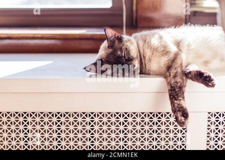 Tortie Point siam Katze schlafen auf einem Heizkörper in der Sonnenlicht Stockfoto