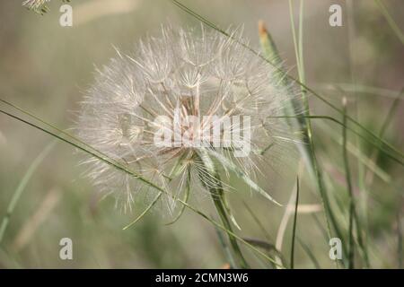 Großer Wunsch: Nahaufnahme Ansicht in großen weißen flauschigen Löwenzahn Blume zu Samen gegangen Stockfoto