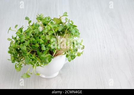 Gekeimt Rettich sprießt in einer Tasse. Bio-Micro-Greens für veganes Kochen. Gesunde Ernährung und Ernährung con Stockfoto