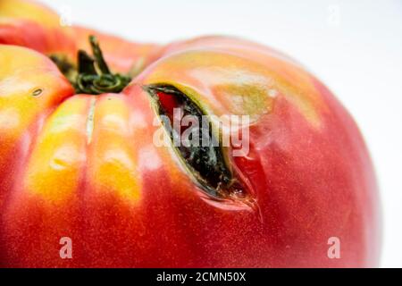Verdorbene Teil der Tomate isoliert auf weißem Hintergrund, Pilz mit Schimmel auf Tomate. Verfaulter Teil der Tomate. Stockfoto