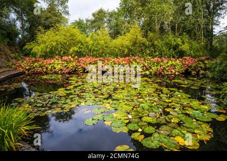 Lily Teich in Inverewe Garden, Poolewe, Wester Ross, Schottland, Großbritannien Stockfoto