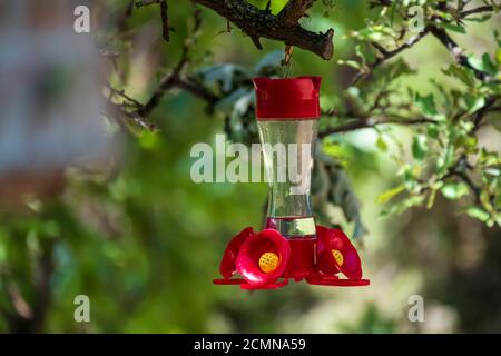 Ein roter Kolibri-Futterhäuschen aus Plastik, der an einem Baumzweig auf dem Land hängt. Stockfoto