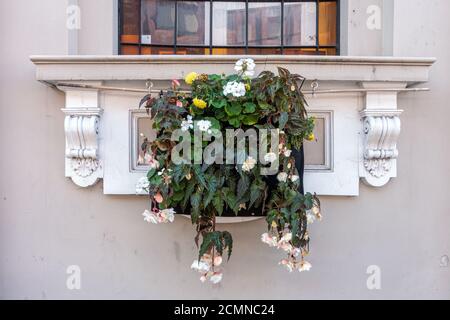 Bedding Pflanzen in einem Blumentopf hängend von einer Außenfensterschwelle auf der Außenseite eines Gebäudes. Stockfoto