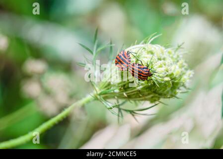 Bug auf einer Blume. Dorsale Ansicht von graphosoma italicum. Gestreifte Käfer oder italienisch gestreifte Käfer oder Minstrel-Käfer Paarung. Stockfoto