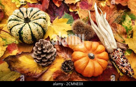 Herbstdekoration mit Naturgegenständen wie bunten trockenen Blättern, Kastanien, Zierkürbissen und Zapfen Stockfoto