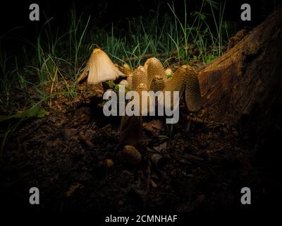 Pilze in der Nacht Nahaufnahme Stockfoto