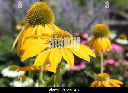 Die leuchtend gelben Blüten von Echinacea purpurea 'Sombrero Yellow', in der Nähe, in einer natürlichen Umgebung im Freien. Kegelblüte. Stockfoto