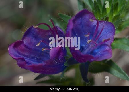 Blüten von violetten Viper-Bugloss Echium plantagineum. Valverde. El Hierro. Kanarische Inseln. Spanien. Stockfoto