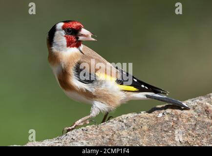 Europäischer Goldfink (Carduelis carduelis) Isst Vogelfutter auf einem Felsen vor grünem natürlichen Hintergrund in Feder Stockfoto