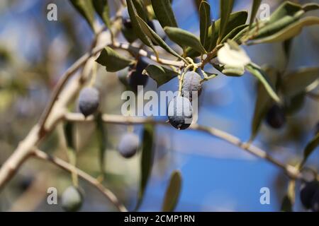 Reife Oliven auf den Zweigen. Mediterrane Natur, Olivenbaum Stockfoto