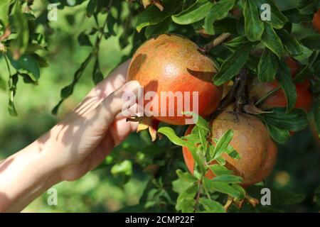 Reifer Granatapfel auf einem Zweig mit Blättern aus nächster Nähe. Weibliche Hand pflückt Früchte vom Baum in einem Garten Stockfoto