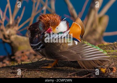 Nahaufnahme einer männlichen Mandarinente (Aix galericulata) während der Gefiederpflege. Stockfoto