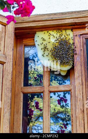 Die Bienen auf der Wabe im Fenster des Hauses Während der Sperre Stockfoto