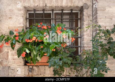 Ein Korb mit leuchtend rosa und roten Blumen hängt an Das Fenster eines Hauses in einem alten Gebäude in Italien Stockfoto