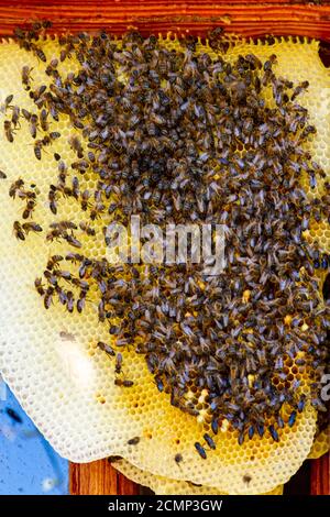 Die Bienen auf der Wabe im Fenster des Hauses Während der Sperre Stockfoto