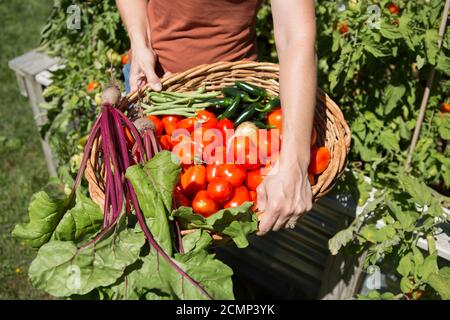 Weibliche Gärtnerin hält einen Korb mit frischem Bio-Gemüse Stockfoto