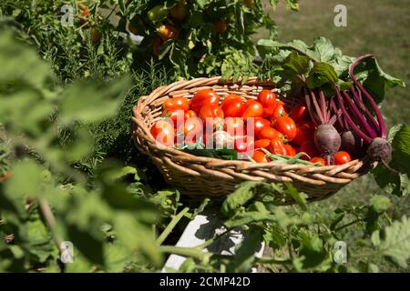 Ein Korb mit frischem Bio-Gemüse sitzt auf einem angehoben Beet-Pflanzgefäß Stockfoto