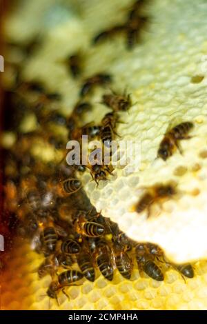 Die Bienen auf der Wabe im Fenster des Hauses Während der Sperre Stockfoto