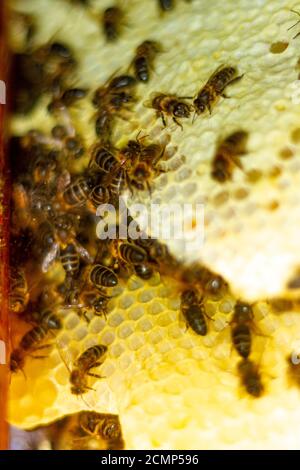 Die Bienen auf der Wabe im Fenster des Hauses Während der Sperre Stockfoto