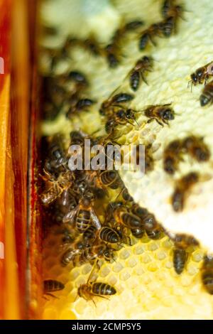 Die Bienen auf der Wabe im Fenster des Hauses Während der Sperre Stockfoto