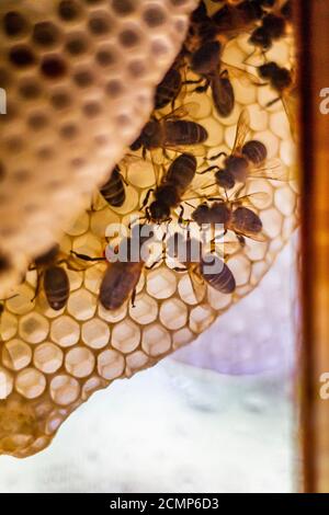 Die Bienen auf der Wabe im Fenster des Hauses Während der Sperre Stockfoto