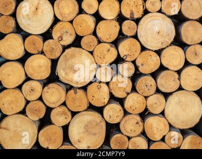 Stapel von gesägtem Holz anmelden. Natürliche Holz Textur Hintergrund Stockfoto