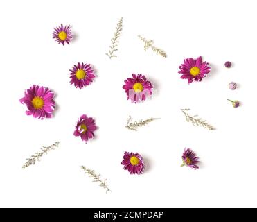 Knospen Chrysanthemen und Zweige. Isoliert auf weißem Hintergrund. Isoliert. Stockfoto