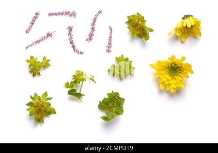 Knospen von gelben Chrysanthemen und Zweigen. Mix aus einzelnen Elementen auf weißem Hintergrund. Isoliert. Stockfoto