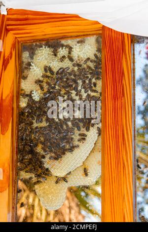 Die Bienen auf der Wabe im Fenster des Hauses Während der Sperre Stockfoto