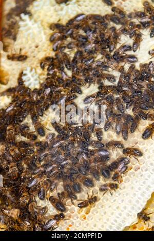 Die Bienen auf der Wabe im Fenster des Hauses Während der Sperre Stockfoto