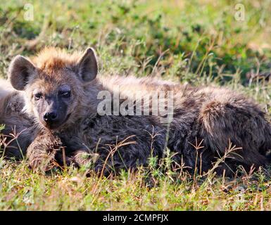 Eine junge flauschige Hyena, die sich auf der Afrikanischen Ebene in der Masai Mara, Kenia, ausruhte Stockfoto