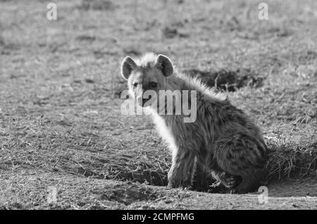 Adolescent Spotted Hyena ruht auf den Ebenen in schwarz-weiß, Masai Mara, Kenia Stockfoto